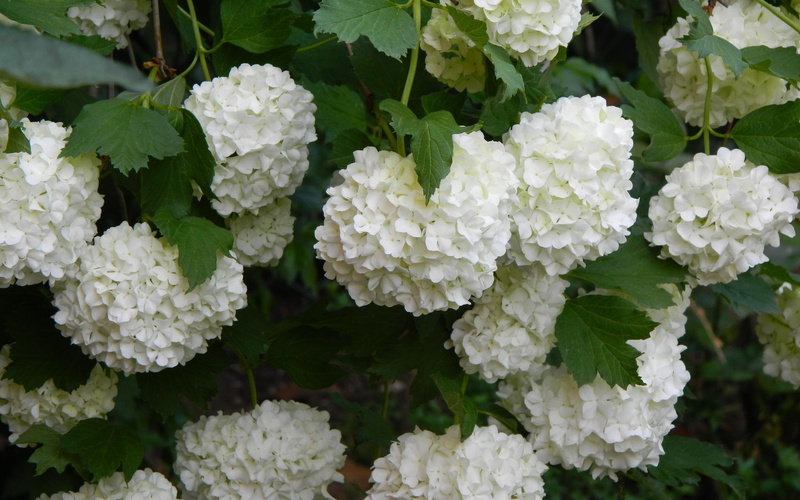 2560x1600, flowers, flower, petaled, white, hydrangeas, hydrangea, 2K