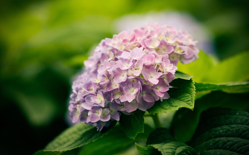Blossom, Flowers, Plants, Green, Leaf, 2K, Nature, Hydrangea