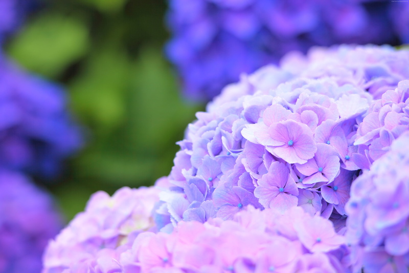 Hydrangea, 4K, 5K, Macro, 5K