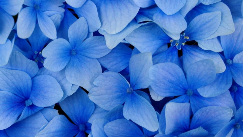 fragility, vulnerability, full frame, outdoors, 720P, purple, flowers, blue, blue flowers, flowering plant, lilac, flower, beauty in nature, backgrounds
