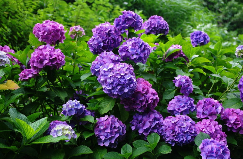 plant, botany, softness, bunch of flowers, beauty In Nature, blue, no People, purple, nature, blossom, lilac, fragility, growth, herbs, leaf, day, flowering plant