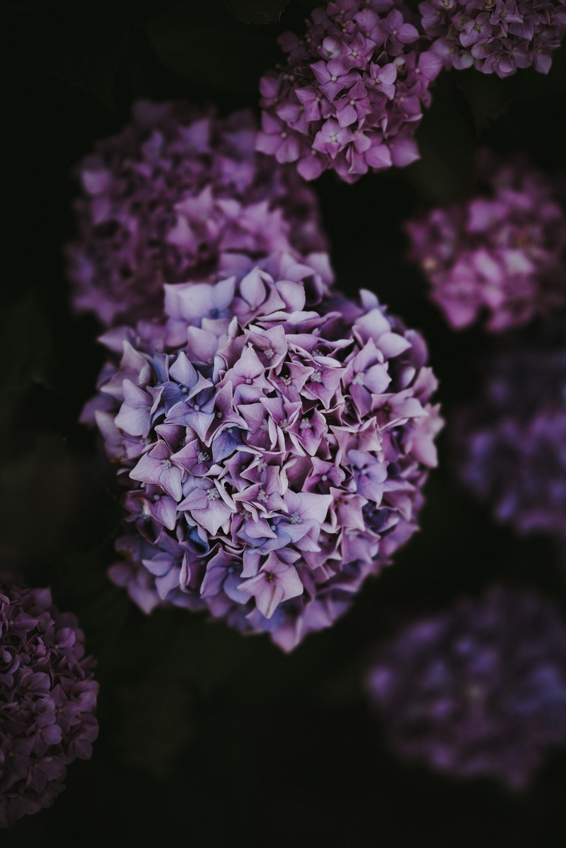 green Color, photo, bouquet, branch, beauty In Nature, darkness, hydrnagea, lilac, 8K, freshness, leaf, flower, botany, outdoors, depth of field, no People