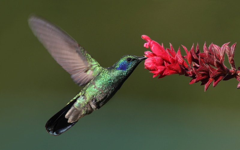 vertebrate, flying, one animal, close-up, 1080P, hummingbirds, mid-air, animal wildlife, hovering, flapping, fragility, nature, flowering plant, flower