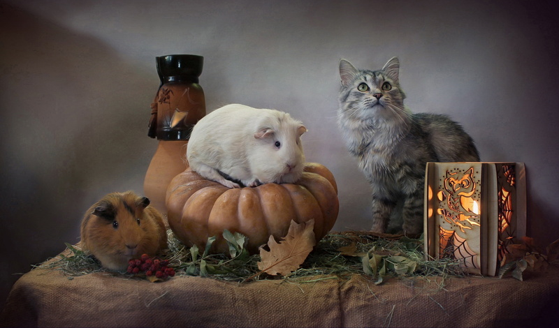 cat, 2K, lantern, leaves, Guinea pigs, Halloween, pumpkin, Нalloween, Svetlana Kovaleva