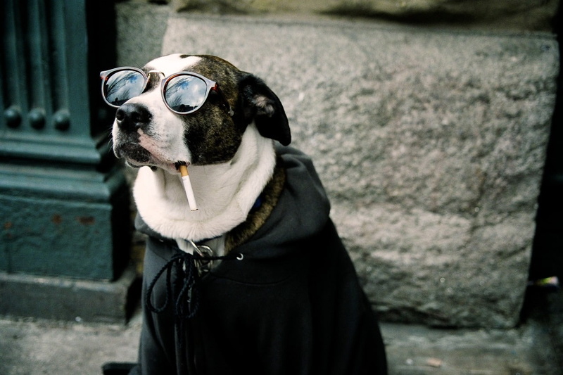 hd, art, animals, x, funny, dogs, 720P