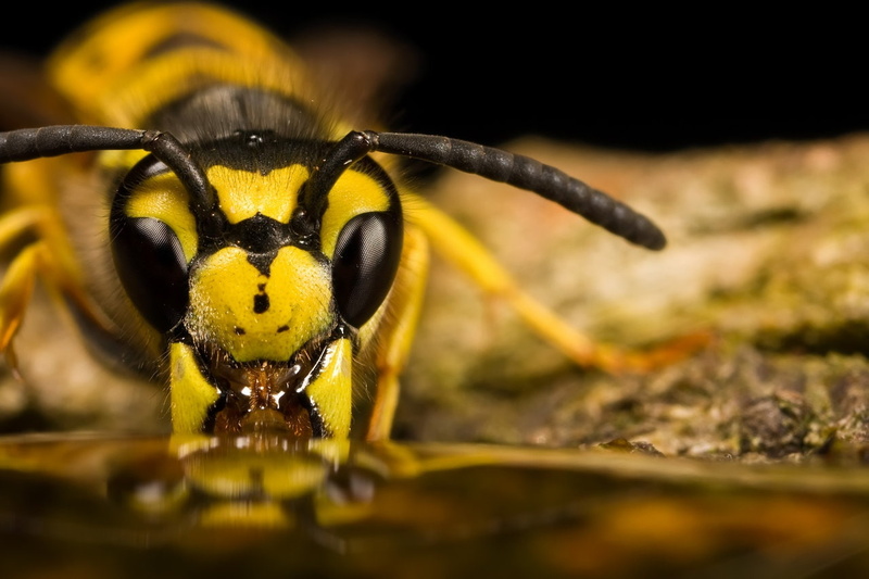 f, bugs, hd, animals, bug, x, art, F-18 Hornet, 720P, hornet