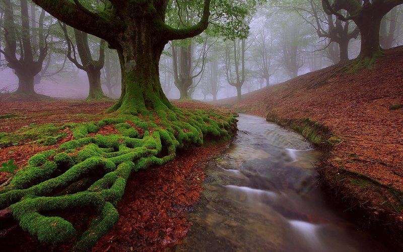 red, picture, Country, Moss, green, brown, Basque, 1080P, Summer, Trees, Stream, Spain