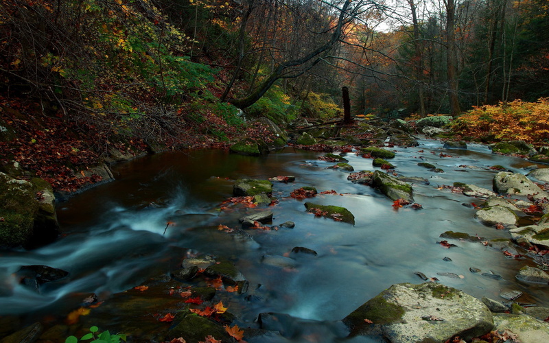 rainforest, change, river, tree, lush Foliage, waterfall, motion, long exposure, plant, leaves, blurred Motion, falling, wet, leaf, scenics - nature, stream