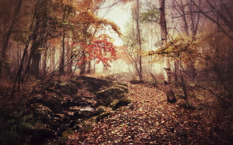 trunk, woodland, stream, green, outdoors, non-urban scene, fall, leafed, plant part, plant, change, forest, autumn, nature, day, branch, tranquility, land