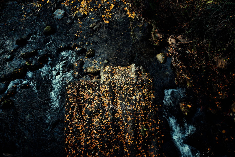stream, invertebrate, textured, close-up, river, water, plant, flowing, high angle view, lichen, rock, photography, daytime, growth, nature, solid, flowing water