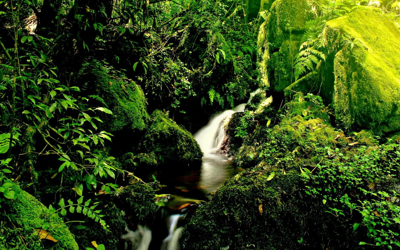 nature and landscapes, 1080P, paradise, kilimanjaro, forest, falls, streams