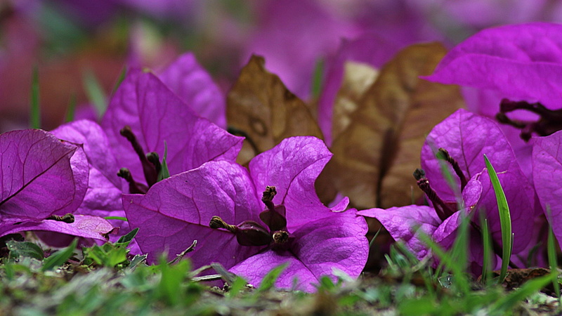 purple bougainvillea, plant, leaf, flower, violet, purple flower, bougainvillea, 4K, flora