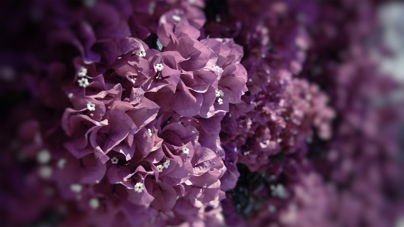 nature, plants, leaves, closeup, flowers, 2K, pink flowers, bougainvillea