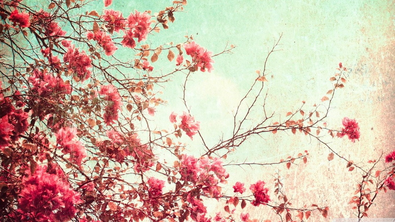 Bougainvillea, Flowers, Flower, 720P