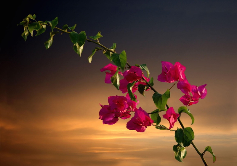 outdoors, rose, colors, day, petal, flower Head, sunset, backgrounds, vulnerability, plant part, pink color, springtime, flower, growth, pink, leaves, plant