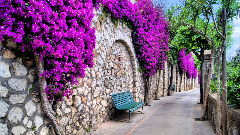 flower, trunk, capri, outdoors, wall, flora, italy, pink color, stone wall, tree trunk, fragility, day, freshness, nature, pink, built structure, growth