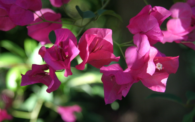 outdoors, selective focus, flowering plant, flower, fragility, plant, vulnerability, beauty in nature, no people, nature, day, 1080P, growth, petal, freshness