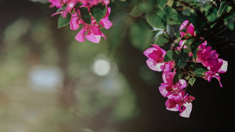 blur, beautiful, botanical, tree, garden, leaves, selective, petals, vulnerability, branch, focus on foreground, bloom, cherry tree, flower head, plant