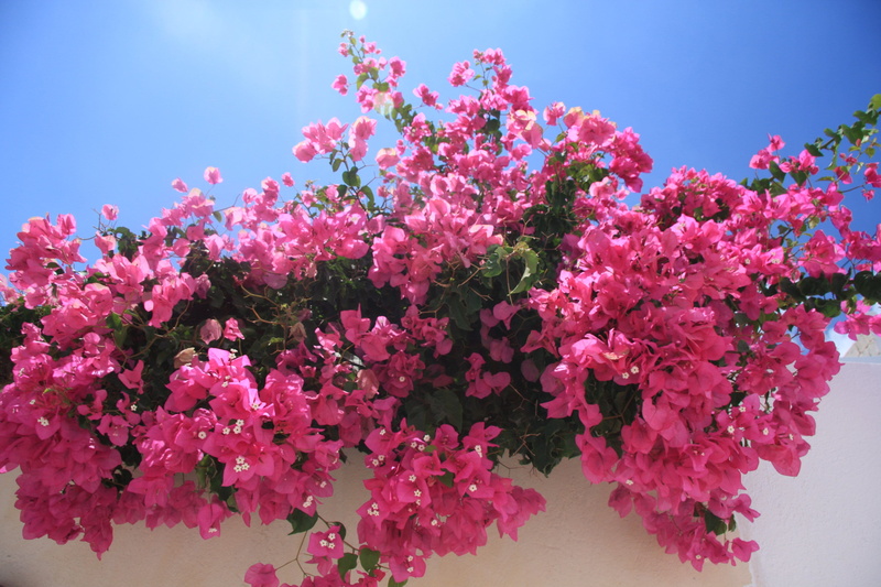 bougainvillea, flower, sky, bloom, pink, close-up, santorini, outdoors, growth, no people, ornamental, flora, flower arrangement, pink color, cherry blossom