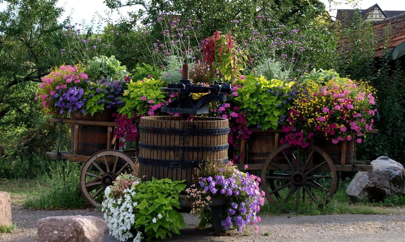 plant, vulnerability, garden, rural Scene, blossom, old, beauty in nature, outdoors, green Color, ornamental Garden, flower Pot, park, flowering plant