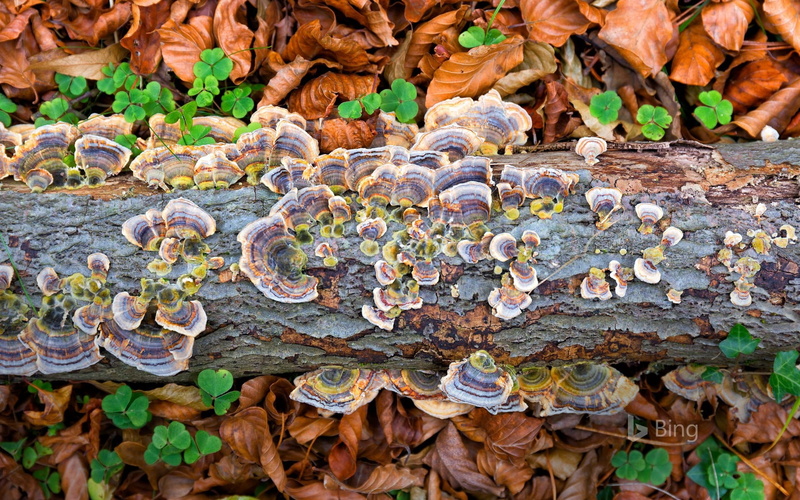 beauty in nature, trunk, high angle view, change, toadstool, plant part, growth, bark, leaves, fungus, plant, natural, close-up, land, mushroom, tree trunk