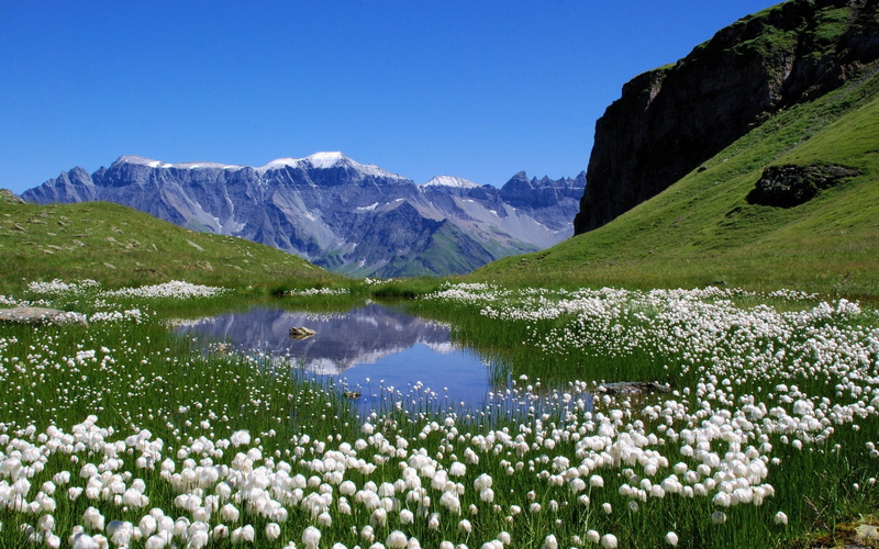 x, switzerland, mountains, alps, alpine, art, nature, hd, lakes, Landscapes, meadows, wallpap, white, 2K, flowers