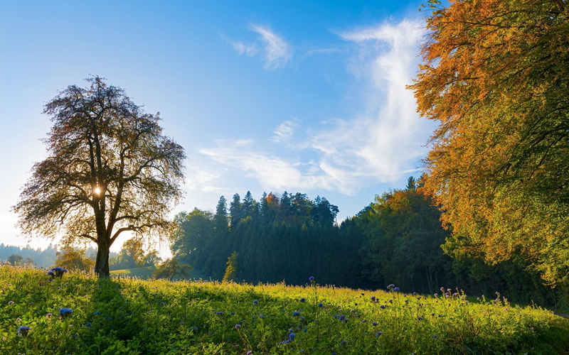 switzerland, meadow, sky, flowers, 2K, landscapes, fall, landscape, background, autumn, trees