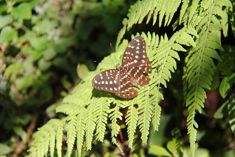 outdoors, unesco heritage, butterfly, invertebrate, colorful, animals in the wild, butterfly - insect, kuang si butterfly park, park, butterfly park, one animal