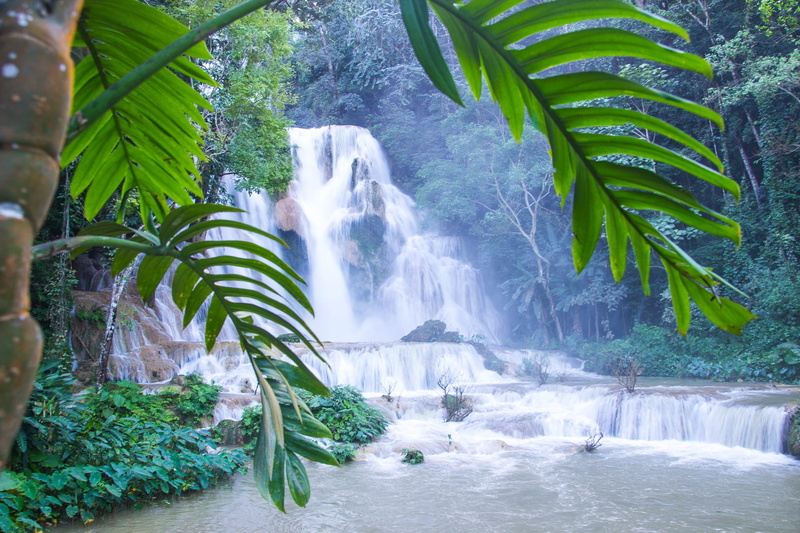 tree, scenics - nature, leaf, flowing water, falling water, no people, flowing, forest, nature, 1080P, environment, water play, plant, land, Water, palm tree