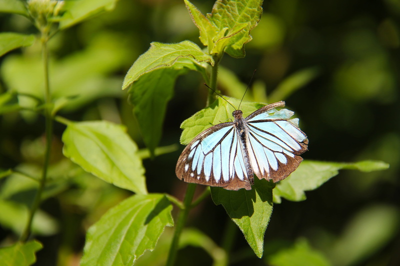 Laos, animal themes, animals in the wild, nature, kuang si butterfly park, Unesco, invertebrate, butterfly - insect, plant part, animal wing, one animal