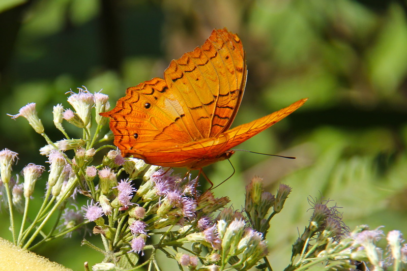 animal, kuang si butterfly park, flowering plant, beautiful, no people, falls, nature, kuang si falls, 2K, orange, day, pollination, outdoors, selective