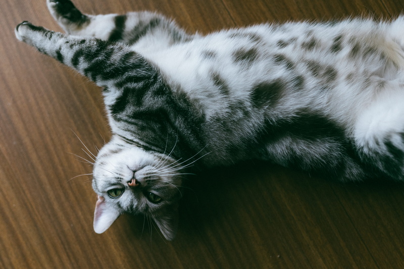 sink, egyptian cat, hook, snout, animal themes, pets, tabby, domestic animals, domestic cat, abyssinian, china, flooring, kitten, one animal, lying down