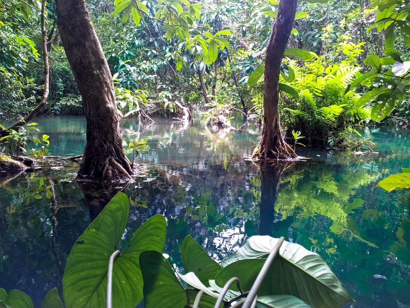 tad kuang xi, surrounded, outdoors, leaf, day, luang prabang, idyllic, body, water, beauty in nature, mangroves, 2K, tree trunk, tranquil scene, idyll