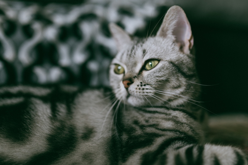 siamese, 5K, nut, domestic animals, tan kuang chang su she （ dong bei men ）, whisker, feline, close-up, blossom, portrait, looking, mammal, domestic, vertebrate