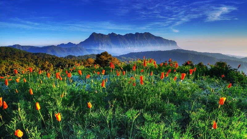 agriculture, asia, grassland, field, cloud - sky, tree, land, environment, beauty in nature, nature, blue, sky, national park, flower, outdoors, 1080P
