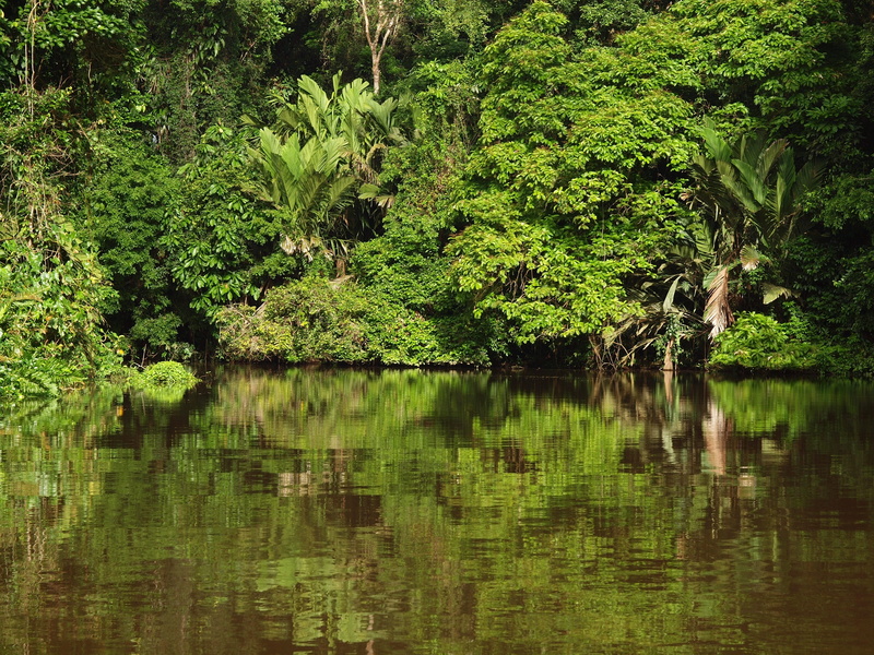 lush Foliage, waterfront, plant, landscape, Costa Rica, jungle, nature, pond, summer, tranquility, rica, Tortuguero National Park, park, forest, outdoors