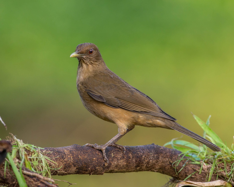 Andy, wildlife, 2K, brown, tree, Costa Rica, costa, brown root, animal, rica, Clay-colored Thrush, Clay-colored Robin, Bird, outdoors, nature, beak, perching