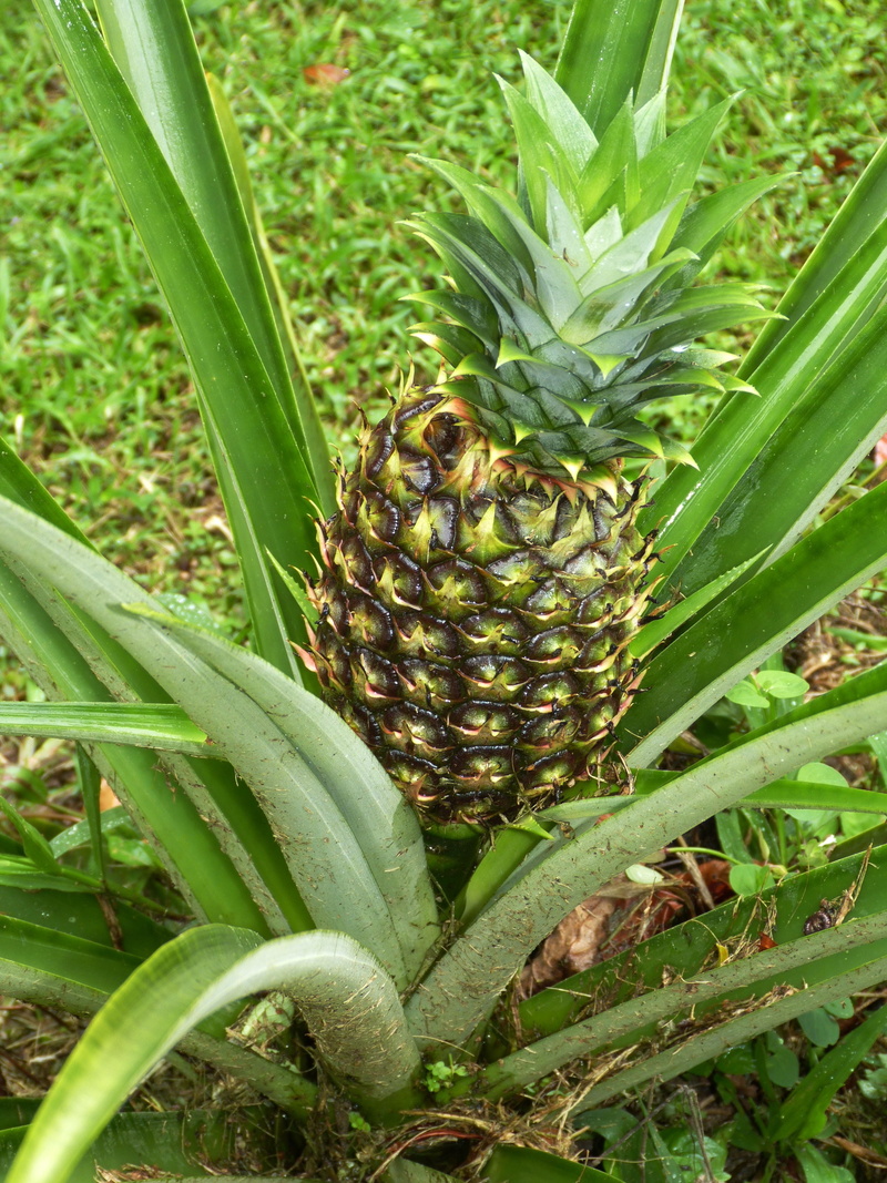 beauty in nature, tropical, food, leaf, growth, no people, 4K, land, animal, fruit, plant part, sweet, agriculture, central america, exotic, costa rica