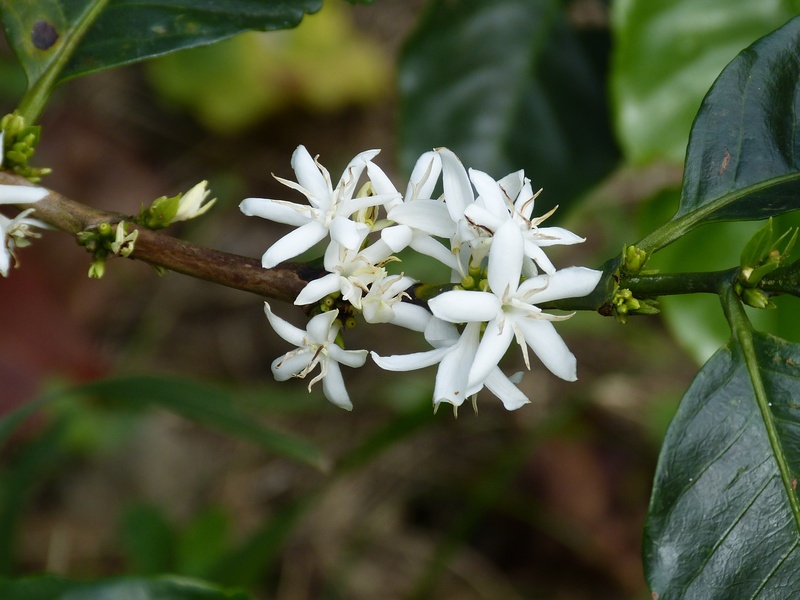 tropics, beauty in nature, coffee shrub, central america, pollen, freshness, tropical, vulnerability, 4K, bloom, branch, close-up, petal, plant part, blossom