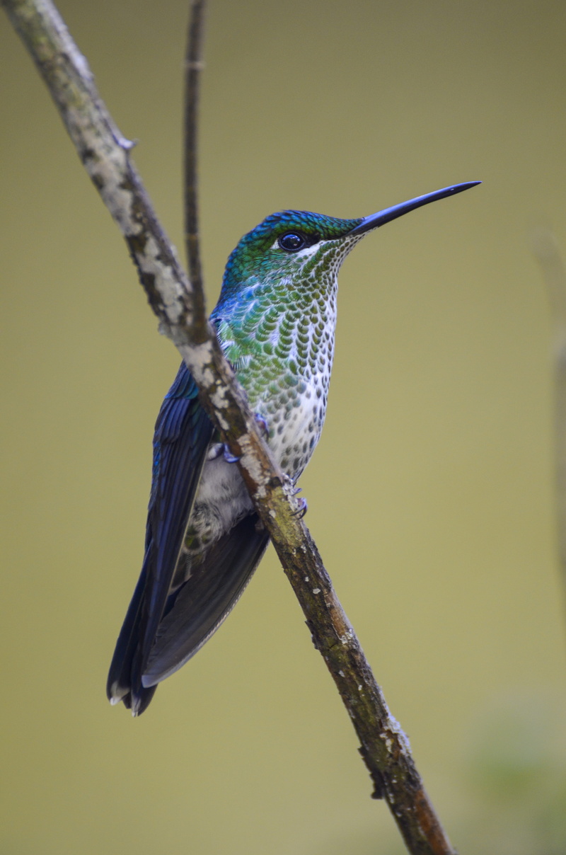 animals in the wild, twig, animal, close-up, costa rica, branch, no people, one animal, blue, plant, perching, day, animal wildlife, nature, tree, bird