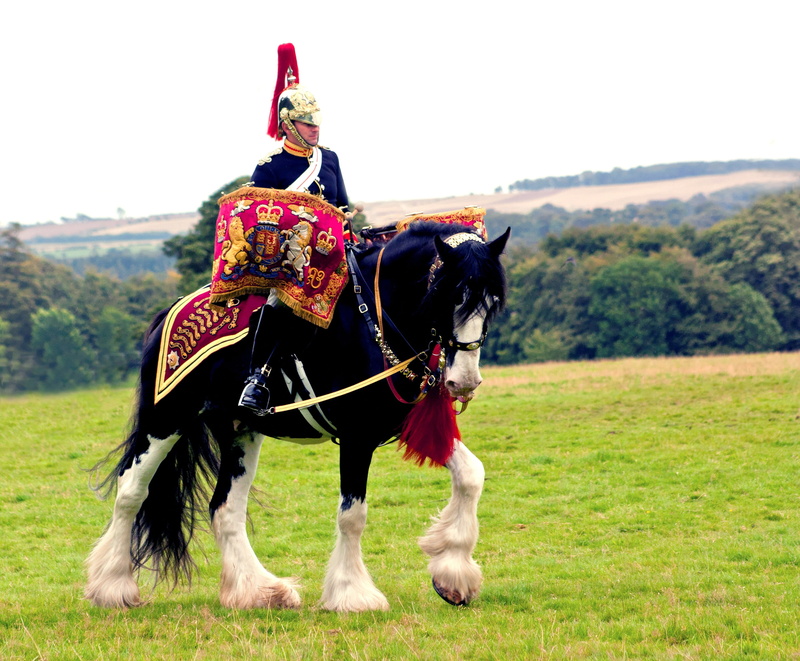 herbivorous, horse, force, domestic, army, drum-horse, pets, livestock, heavy, brigade, green, english, day, queen, lead, 2K, mammal, blues, soldier, british