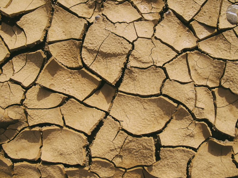 soil, ground, wilderness, drought, fungus, sash, desert, coal, outdoors, barren, 4K, climate, animal, stone wall, wood, field, scenics - nature, natural pattern