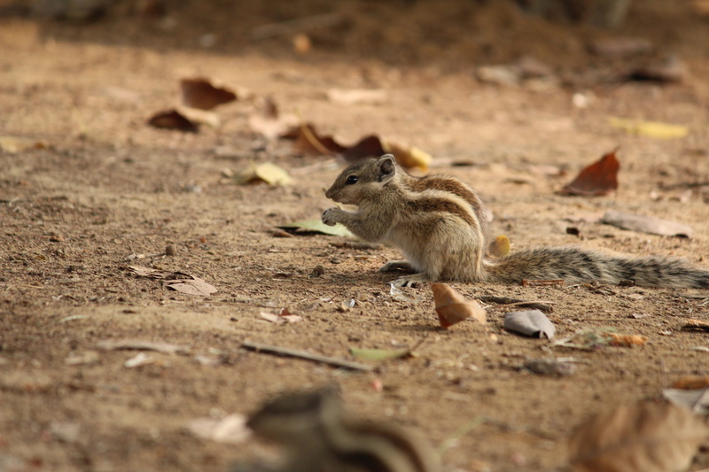 tourism, desert, model, wind, chipmunk, wildlife, animal, food and drink, sand, cute, clothes, travel, one animal, park, rodent, selective focus, outdoors