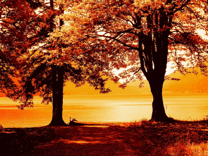 scenics, nature, 1080P, tree, yellow, Two Trees, water, sunset, autumn, body of water, orange Color, trees, painting, lake, near, leaf, outdoors, body