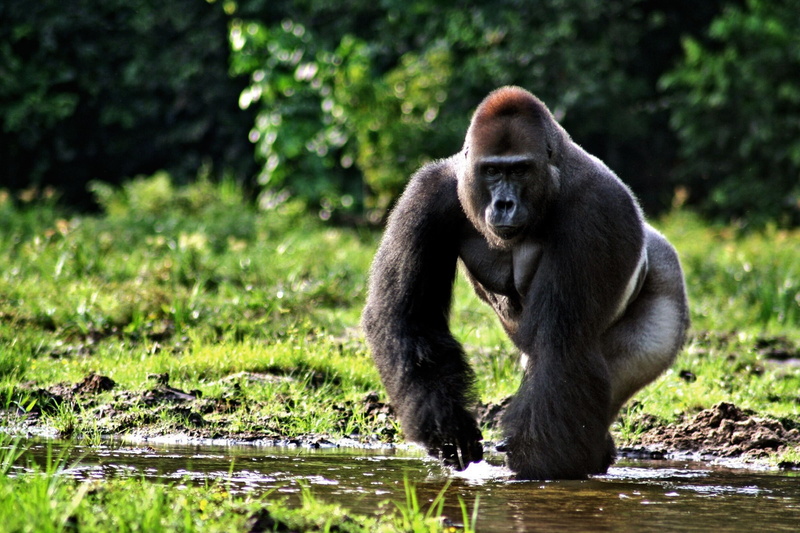 1080P, land, one animal, plant, gorila, selva, nature, animales, grass, animals in the wild, ape, full length, people, animal wildlife, day, outdoors