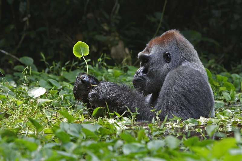 plant, 1080P, plant part, green color, animal themes, vertebrate, black color, one animal, nature, forest, land, no people, leaf, Simio, animal wildlife