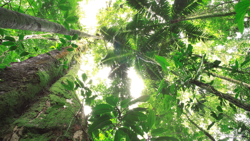 2K, costa, la, rica, selva, rainforest, Nature