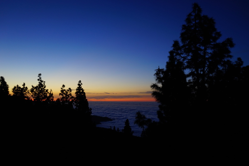 land, Afterglow, tranquility, Sunset, canary islands, growth, sea, 5K, tree, idyllic, beauty in nature, no people, nature, plant, coniferous tree, blue