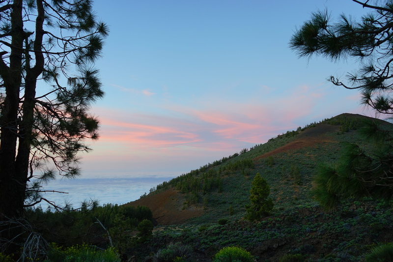 water, Sunset, clouds, plant, idyllic, Afterglow, tenerife, beauty in nature, outdoors, land, no people, sea, selva marine, non-urban scene, tree, cloud - sky