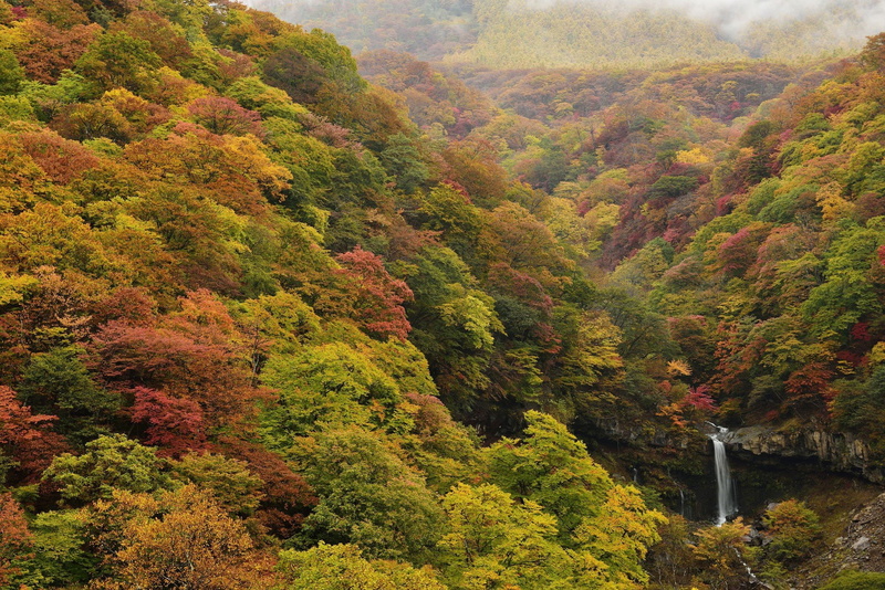 cascada, naturaleza, bosque, paisaje, 1080P